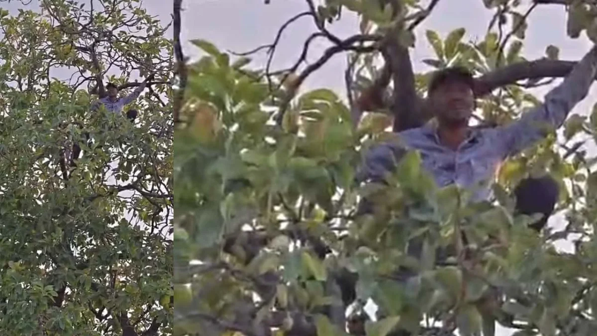 दूसरे दिन भी पेड़ पर चढ़ा रहा युवक, मचा हड़कंप