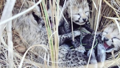 cheetah siyaya : नामीबिया से आयी चीता सियाया ने 04 शावकों को दिया जन्म