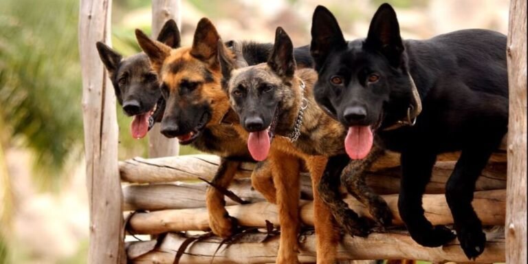 समुद्र तटों पर कुत्तों का आतंक, पर्यटकों समेत बॉलीवुड अभिनेत्रियों पर हमला