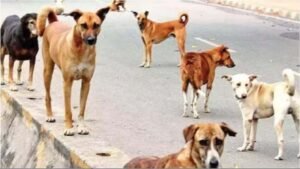 MP News : मध्य प्रदेश में फिर कुत्तों का आतंक, बच्ची को कुत्तों ने नोच डाला