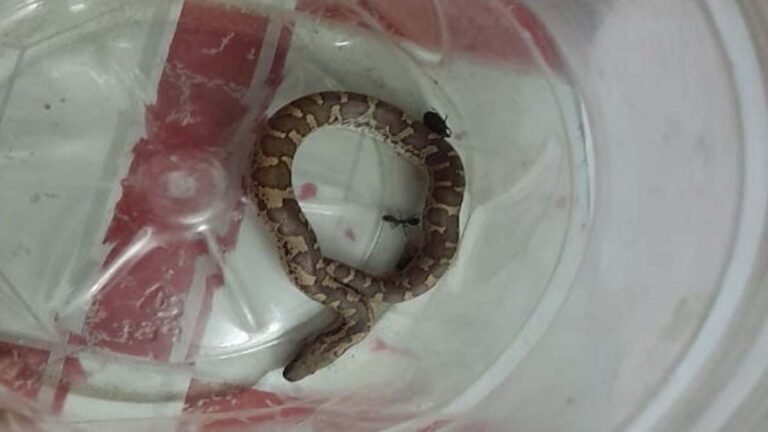 Bhind News :पानी के टंकी में था सर्प, युवक को काटा