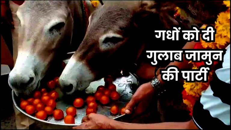 MP के इस जिले में इंसानों को नहीं बल्कि गधों को दी जाती है गुलाब जामुन की पार्टी, जानिए रहस्य