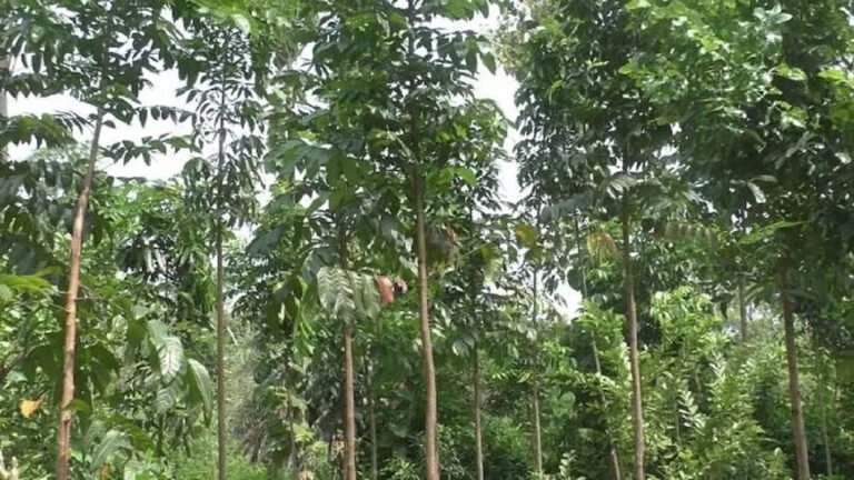 मरे हुए व्यक्ति से करा दिया पौधा रोपण, सामने आया 5 लाख का फर्जीवाड़ा