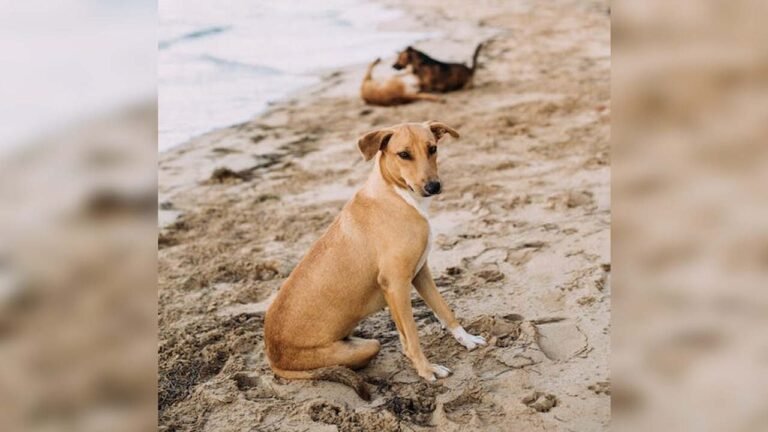 MP - पागल कुत्ते ने एक दिन में 35 लोगों को काटा