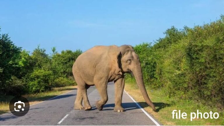 जंगल में मिला हाथी का कंकाल