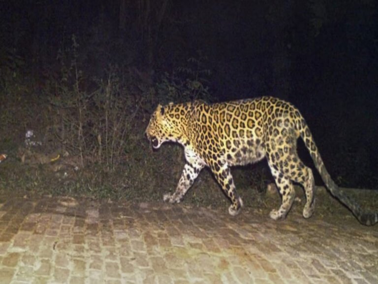 SINGRAULI - मां के ऑखो के सामने से बेटी को उठा ले गया तेंदूआ