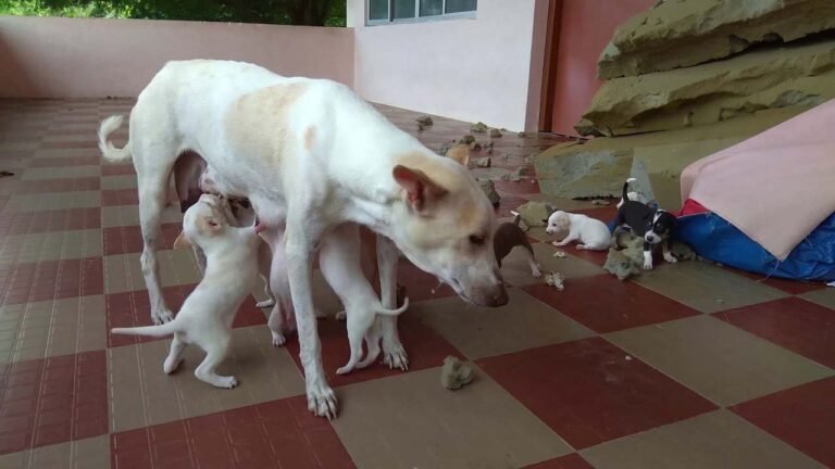 एनिमल लवर्स का आरोप - 04 शावकों को जहर देकर मारा गया, पुलिस जाँच में जुटी