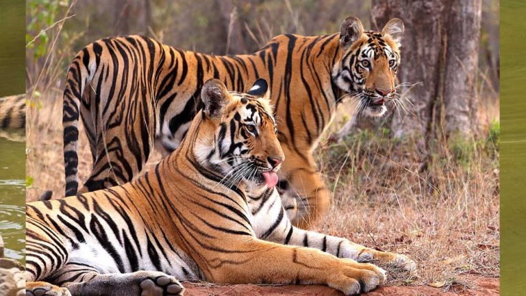 छग, राजस्थान व उड़ीसा के Tiger Reserve को आबाद करेंगे मप्र के बाघ