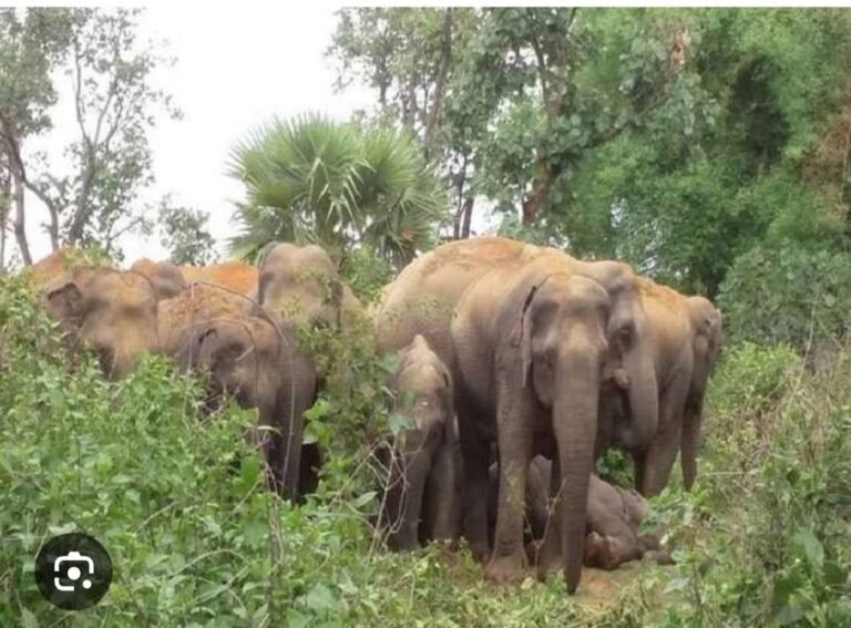 शहडोल में हाथियों का कहर: 3 ग्रामीणों की मौत