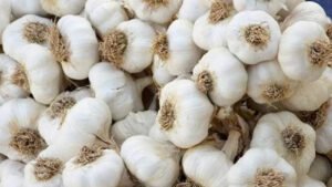 MP - किसान के साथ जालसाजी, 04 लाख का थमा दिया नकली चेक