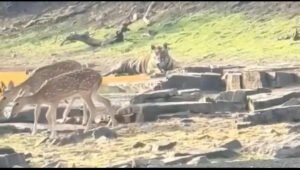 MP News: पन्ना टाइगर रिज़र्व में अदभुद नज़ारा 1 MP News: पन्ना टाइगर रिज़र्व में अदभुद नज़ारा