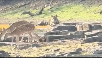 MP News: पन्ना टाइगर रिज़र्व में अदभुद नज़ारा 8 MP News: पन्ना टाइगर रिज़र्व में अदभुद नज़ारा