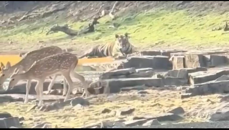 MP News: पन्ना टाइगर रिज़र्व में अदभुद नज़ारा