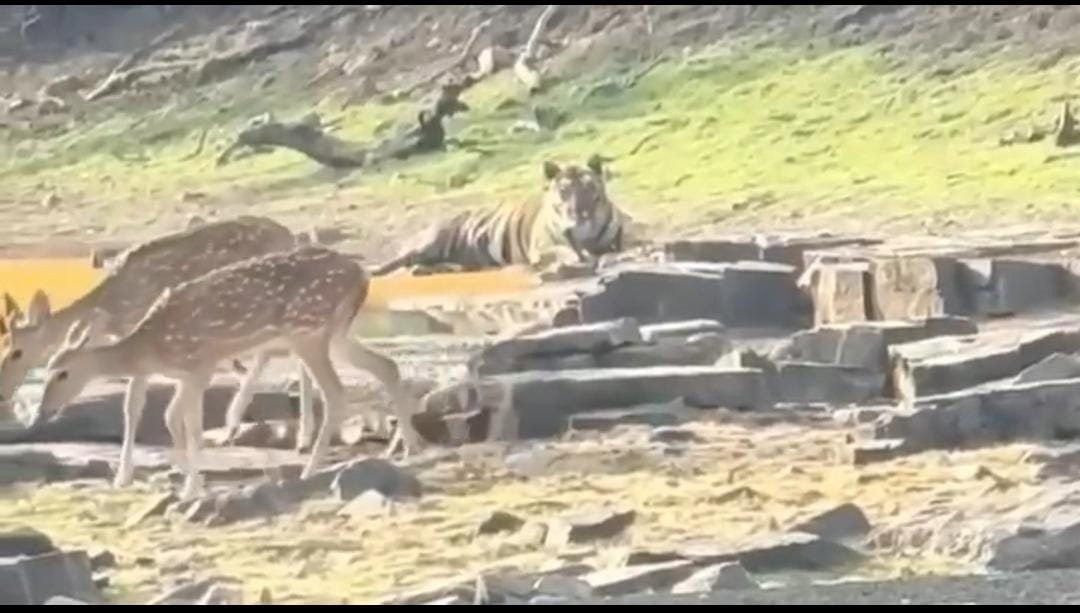 MP News: पन्ना टाइगर रिज़र्व में अदभुद नज़ारा