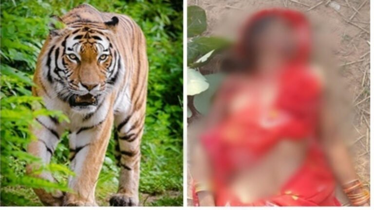 MP-उमरिया में बाघ के हमले से महिला की मौत,दहशत में इलाके के लोग