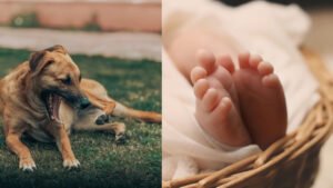 MP - जन्म देकर गायब हुई मां, नवजात को खा गया कुत्ता