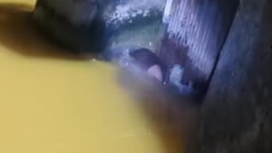 Singrauli - विंध्यनगर स्थित NTPC के नहर में मिला शव