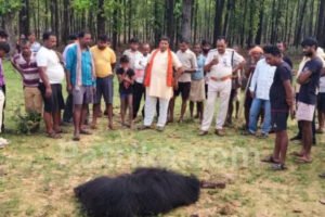 SIDHI - भालू के हमले में पिता-पुत्र और पड़ोसी की मौत,