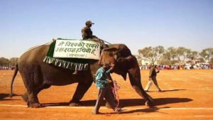 दुनिया की सबसे बुजुर्ग हथिनी वत्सला नहीं रही 1 दुनिया की सबसे बुजुर्ग हथिनी वत्सला नहीं रही