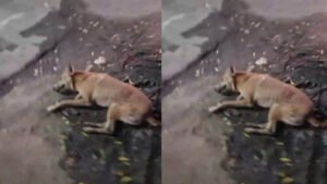 SINGRAULI - स्ट्रीट डॉग को कॉलेज मोड़ का युवक डंडे से पीट-पीटकर मार डाला, पुलिस ने नहीं की कोई कार्यवाही