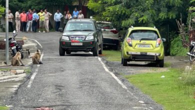 Singrauli : अमलोरी कॉलोनी में बंदर के काटने से 03 घायल