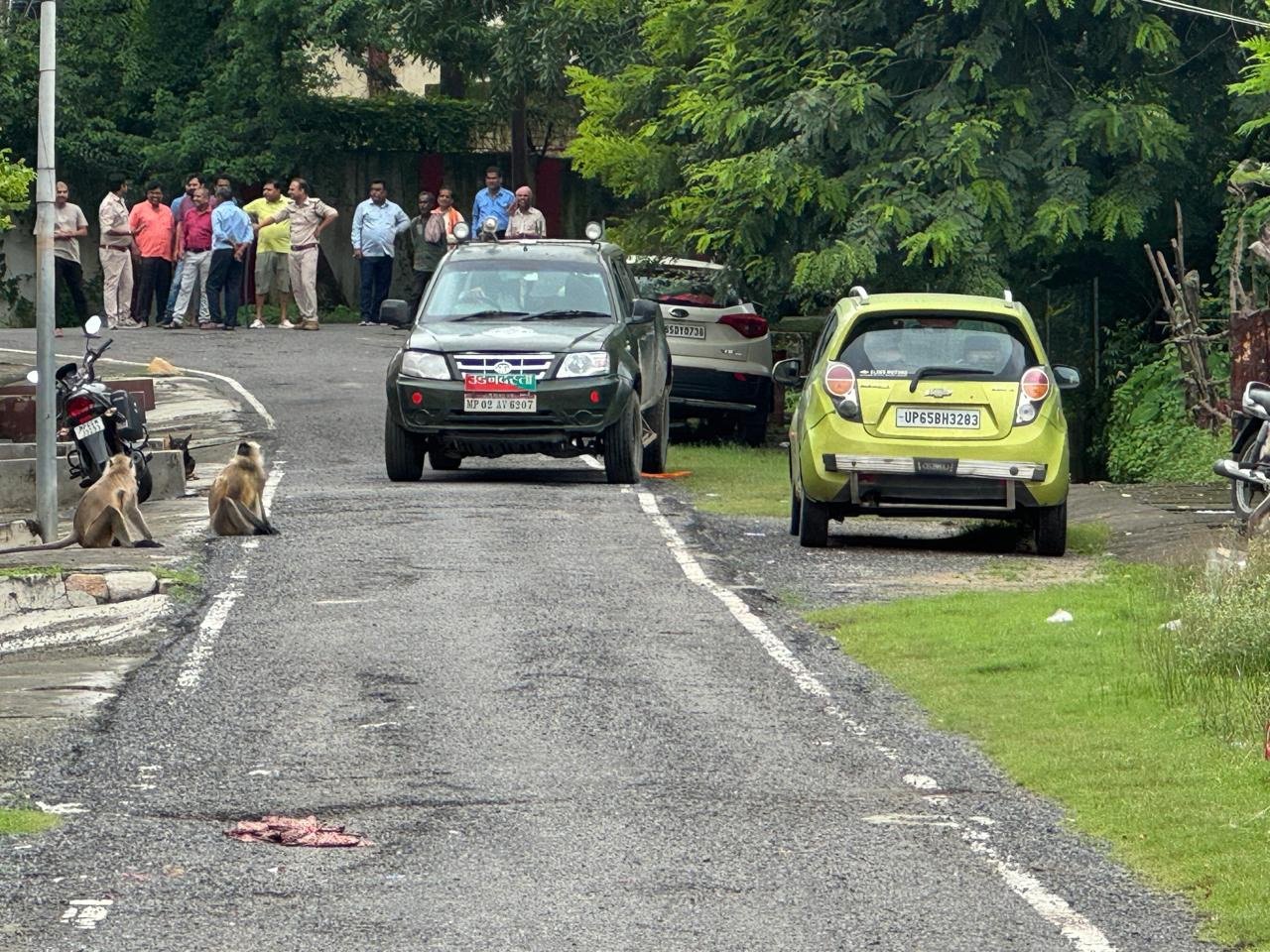 Singrauli : अमलोरी कॉलोनी में बंदर के काटने से 03 घायल 1 Singrauli : अमलोरी कॉलोनी में बंदर के काटने से 03 घायल