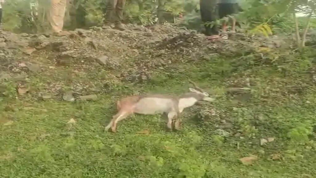 KATNI : आवारा कुत्तों के हमले से मासूम हिरण की मौत, ग्रामीणों में दहशत 1 KATNI : आवारा कुत्तों के हमले से मासूम हिरण की मौत, ग्रामीणों में दहशत