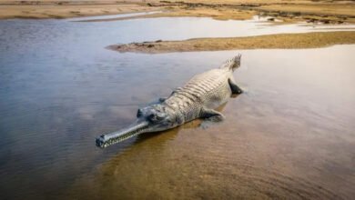 सीधी सोन घड़ियाल अभ्यारण में एकमात्र नर घड़ियाल की मौत