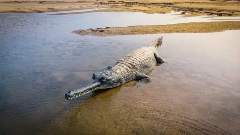 सीधी सोन घड़ियाल अभ्यारण में एकमात्र नर घड़ियाल की मौत