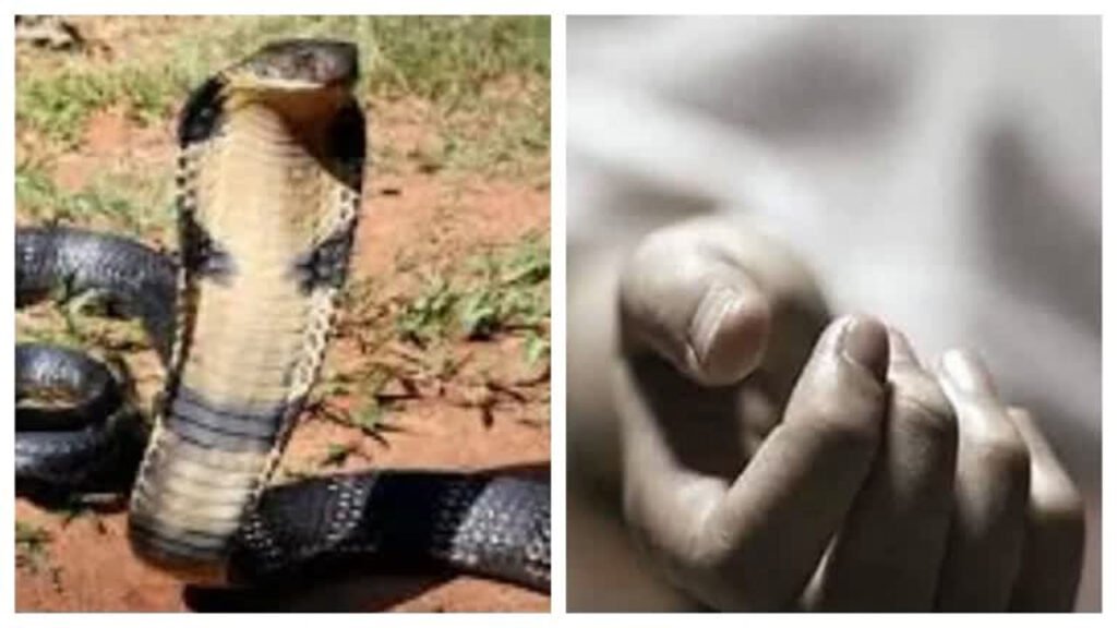 सांप का कहर : टीवी देखते समय मासूम भाईयों की मौत, पिता की हालत नाजुक