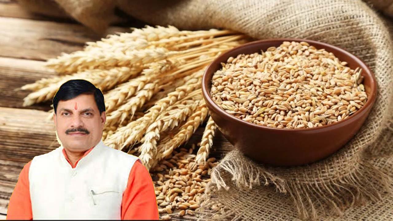 इस साल से 2600 रुपए क्विंटल एमएसपी पर खरीदेंगे गेहूं : CM DR MOHAN YADAV