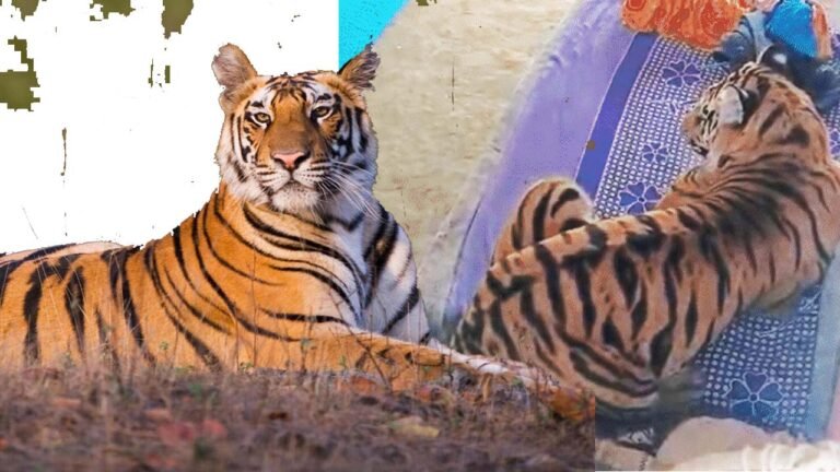 Tigers have arrived in the village to celebrate the New Year - नए साल का जश्न मनाने गांव में पहुंच गए वनराज बाघ, 06 घंटे खाट पर बैठे, गांव में मच गया हड़कंप