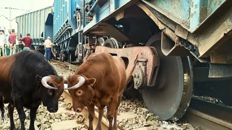साड़ों की लड़ाई में मालगाड़ी का डिब्बा पटरी से उतर गया