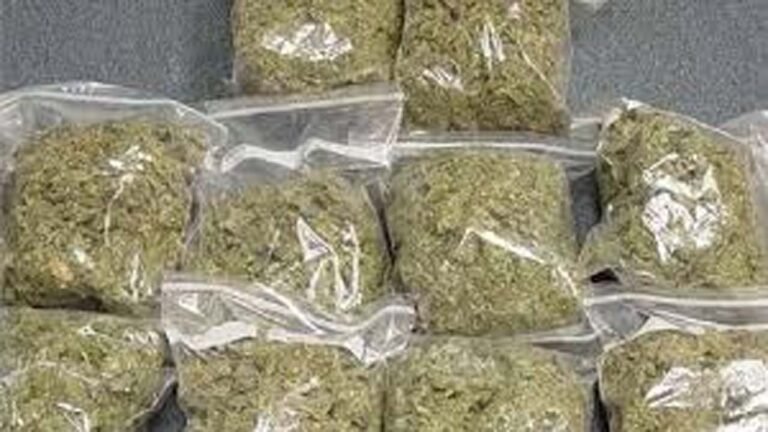 SATNA - 40 लाख के गांजे के साथ धर दबोचा गया तस्कर! भूसे में छिपाया था माल