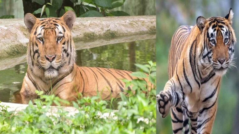 मप्र में सालभर में 54 बाघों की मौत