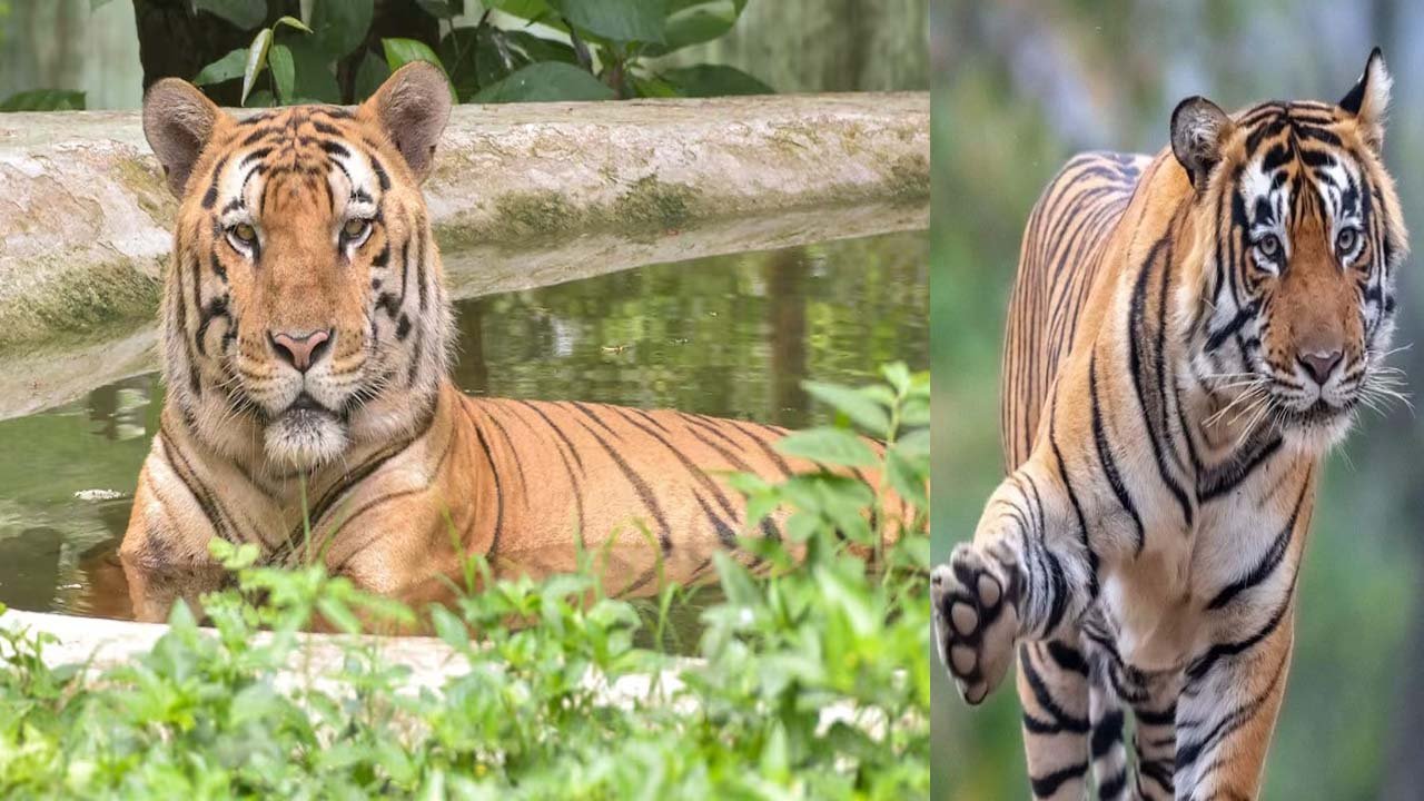 मप्र में सालभर में 54 बाघों की मौत