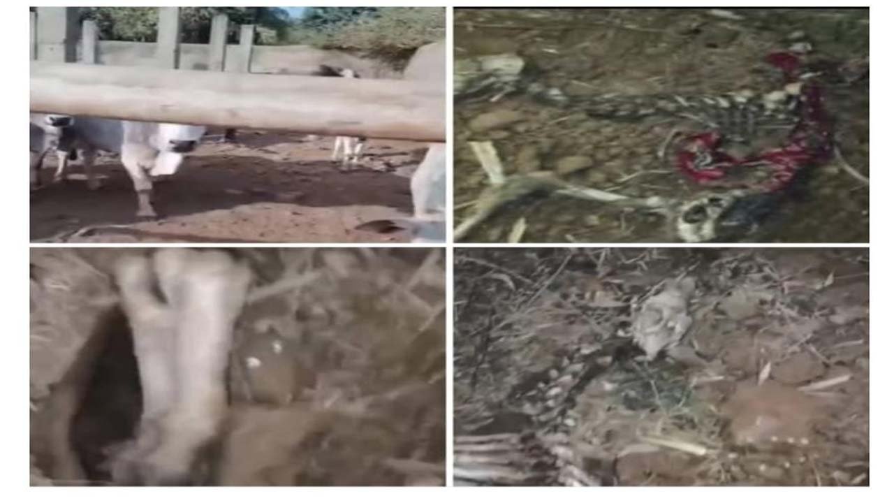 Sidhi - गौ वंश के मिले कंकाल, ग्रामीणों में हड़कंप