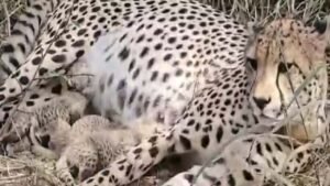 कूनो में नन्हें कदमों की आहट... 10 दिन में 8 शावक, 3 शावक जन्मे