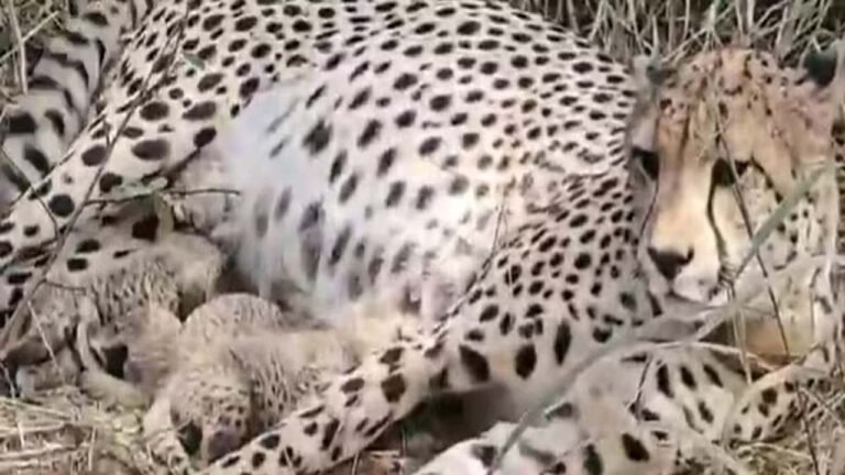 कूनो में नन्हें कदमों की आहट... 10 दिन में 8 शावक, 3 शावक जन्मे