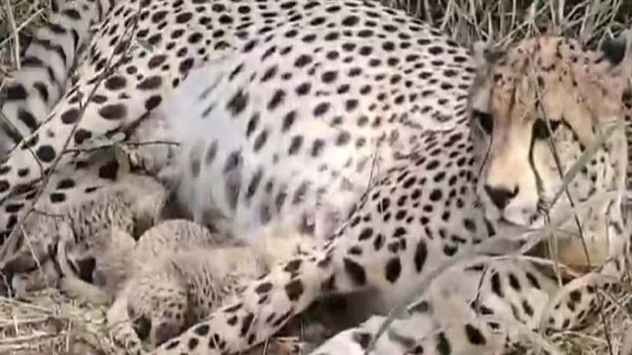 Hindi News | Hurdang News 4 कूनो में नन्हें कदमों की आहट... 10 दिन में 8 शावक, 3 शावक जन्मे